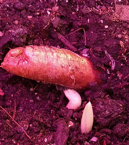 A tiny protruding finger of a new plant. Behind it is the seed it grew from, a long hard seed, that first grew a root finger into the soil, then popped up a new tree from that root tap.