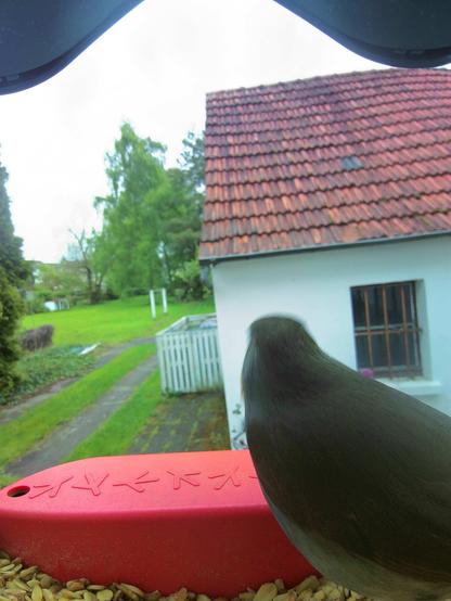 Rotkehlchen im Futterhäuschen