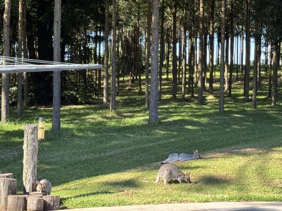 A female wallaby reclines on some grass while another eats pellets from the grass. A male eats pellets from a tree stump. Behind them is plantation forest.
