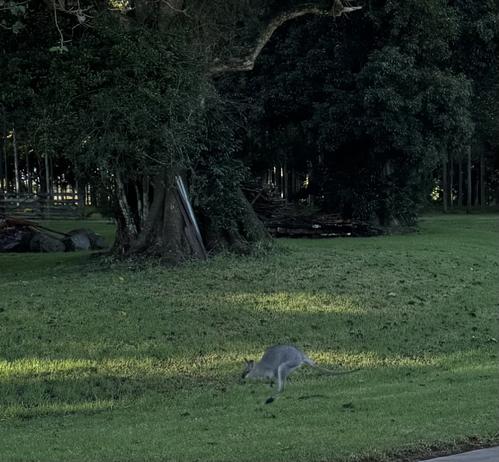 A wallaby bounds across the grass on the way to her pellets.