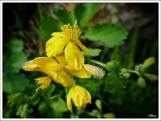 Bildbeschreibung:
Die gelben Blüten des Schöllkraut.