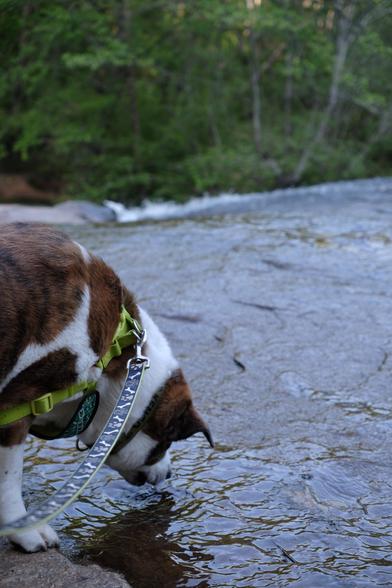 A white and brown dog at the left trying to lick water that's running down a large sheet of rock. Whiteheads of water seen in the far back at the bottom of trees