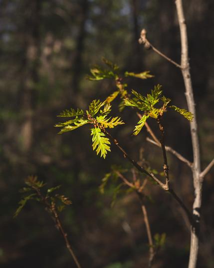 Young, vibrant green leaves illuminated by sunlight on a tree branch, set against a softly blurred forest background.