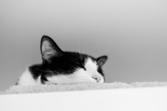 Eine schlafende schwarzweiße Katze. Man sieht nur den Kopf und die Ohren. Das Foto ist von schräg unten gemacht, da die Katze auf einem Kasten liegt und man nur den Kopf sieht.
