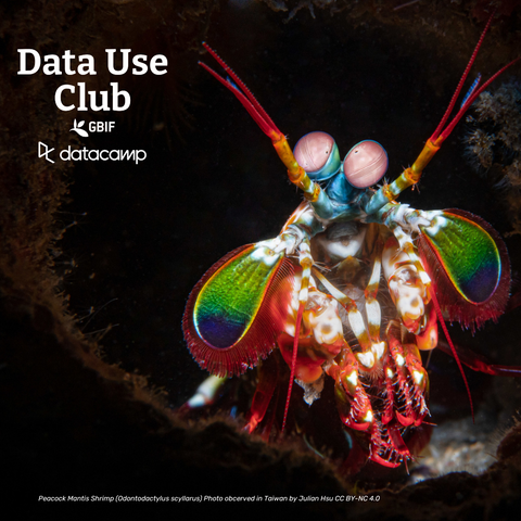 closeup photo of a rainbow mantis shrimp