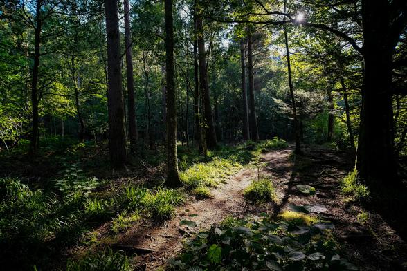 woodland path and trees lit by sunlight