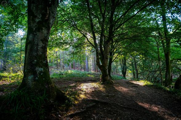woodland path and trees lit by sunlight