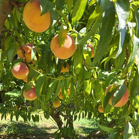 A photograph looking up into a peach tree filled with a large number of peaches that are ripe and ready to pluck.
