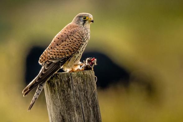 A kestrel perched on a wooden post, clutching its prey tightly in its talons, with sharp focus on the bird’s intense gaze.