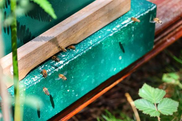 A high-angle, close-up shot of several honeybees flying around and landing on a teal-coloured beehive. The bees are a golden-brown colour with black stripes and are flying in and out of the hive's entrance, which is visible as a wooden plank on the front of the hive. The top of the hive and the ground below are visible. The ground is covered in grass and other greenery, and the beehive sits on a red bench. Sunlight illuminates the scene, creating sharp shadows of the bees on the side of the hive.