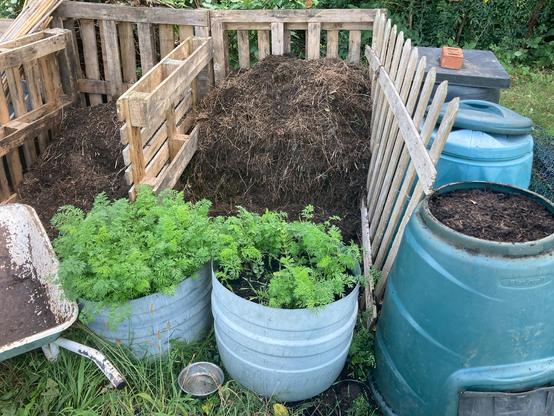 Four pallets and an old section of wooden fence make up two bays for storing compost. One bay is about a third full and the other is two thirds full of homemade compost. Three plastic daleks of compost line the other side of the fence section. One dalek has its lid off to reveal a full container of maturing compost. A 20 year old wheelbarrow and two planters of carrots are in front of the compost bays. One of the plot robins is standing on the back pallet seeing if there are any worms to be had.