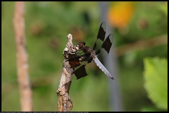 A Common Whitetail Dragonfly (Plathemis lydia) was perched on a stick waiting for prey to fly by in Norman, Oklahoma, United States on July 21, 2025.