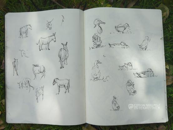 Black Fineliner on paper 

Sketches of donkeys and ducks