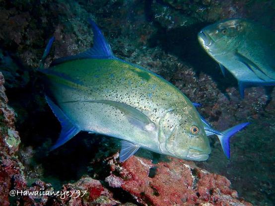 Silvery fish swimming in an ocean cave. The fish are finely freckled with dark spots and are notable for bright blue tails, dorsal and anal fins.