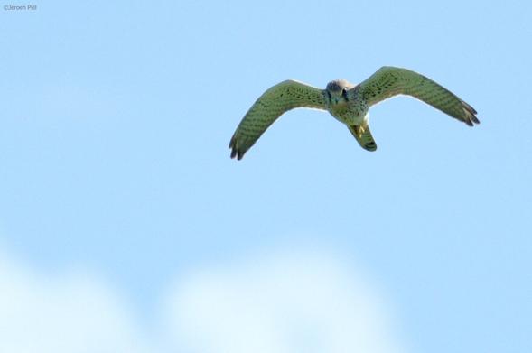 Torenvalk in de lucht

Kestrel in the air
