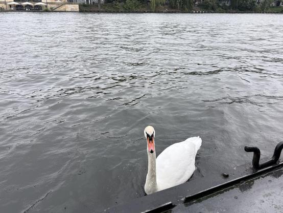 A swan curiously approaching side of a boat.