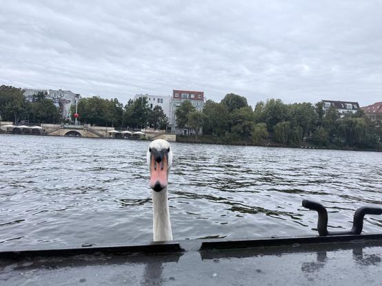 A swan peeking to my window. This time very prominently. Almost judgingly!