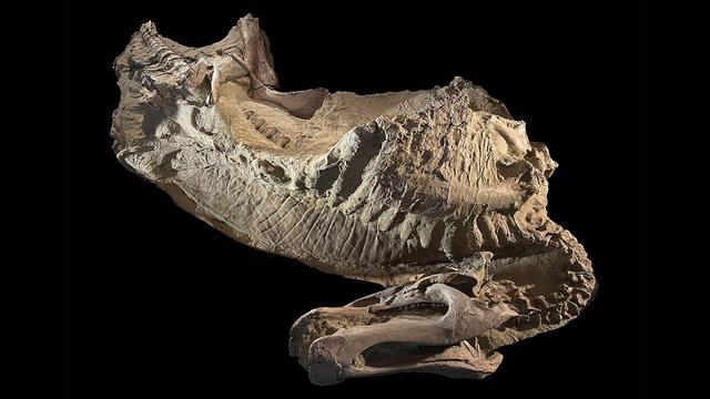 UChicago paleontologists unveil duck-billed dinosaur ‘mummies’.