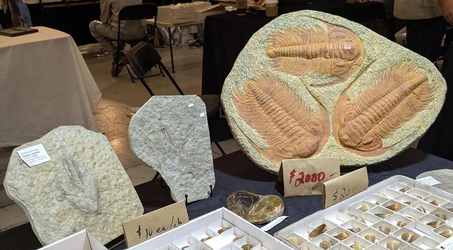 A photo of a sample with three trilobite fossils and a $2000 price tag. Next to it are two small dinosaur footprints for $500 each.