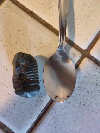 la même pierre noire retournée, prise en photo à côté de la cuillère. On voit une structure annelée, avec des parties renfoncées et plus fines.