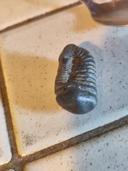 la même pierre noire, vue de plus près, détail sur la structure annelée et sur les structures fines dans les renfoncements.