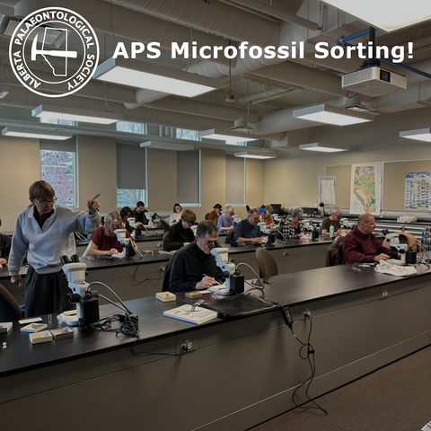 An image of lots of people sorting fossils. They're looking at microscopes and arranged along a few laboratory benches.