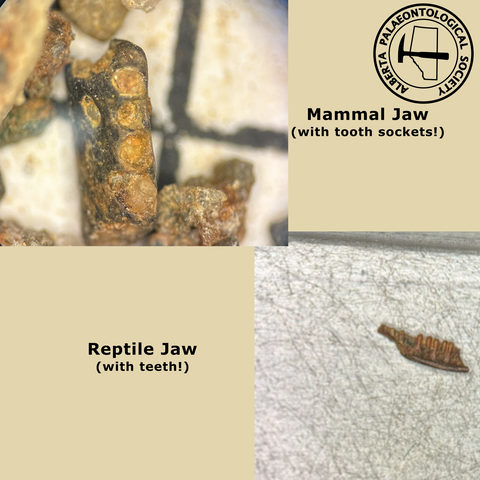 An image with two jaws. In the top left is the jaw bone of a mammal. The bone is black with the alveoli (tooth sockets) clearly visible. In the bottom right is a fragment of reptile jaw. The teeth are still present and you can clearly see their attachment to the jaw.