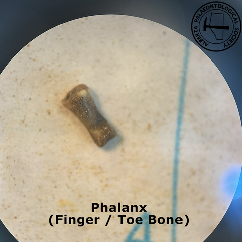 A phalanx (finger / toe bone). This is a roughly cylindrical bone with one end flattened up-and-down and the other flattened side-to-side.