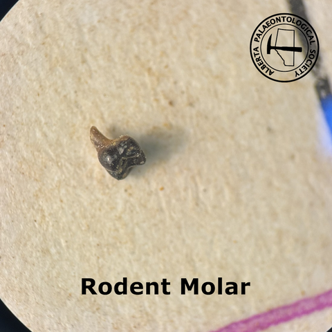 An image of a rodent molar through a microscope. The top part of the tooth, the enamel, is black and the root is a darker grey. The molar itself is roughly square with prominent knobs.