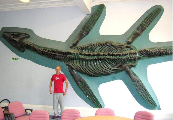 A large four-flippered plesiosaur skeleton mounted into a wall. A human stands in front, about the size of one flipper.