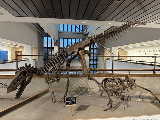 A cast of Nanotyrannus. This is a view of the entire skeleton, in profile. Nanotyrannus is a theropod (think T. rex, but smaller).