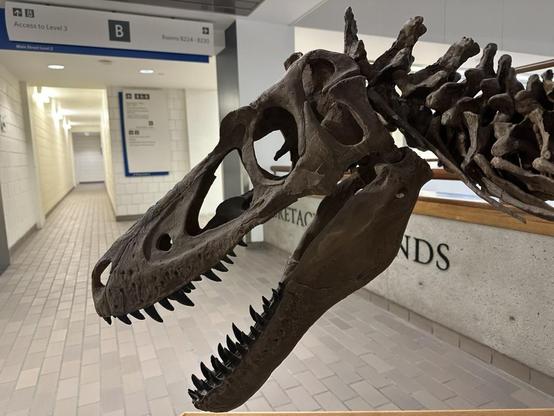 A closeup of the skull of Nanotyrannus, again in profile. The jaws are slightly open with the teeth prominently displayed. The vertebrae and especially the neural arches / epipohyses are particularly obvious and the cervical ribs sweep elegantly down the neck.