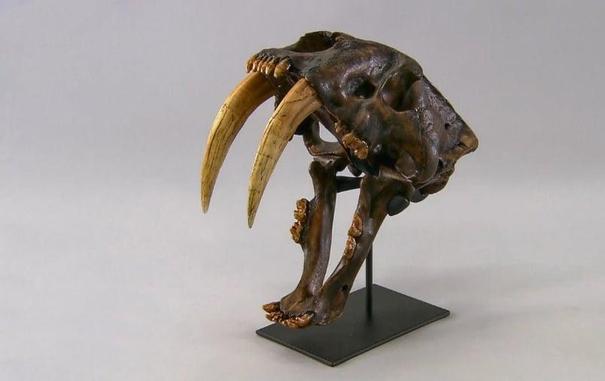 Saber-toothed cat skull replica mounted on a black display stand, showing prominent curved canine teeth and detailed bone structure against a gray background.