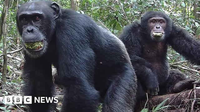 Two chimpanzees sit in a forest.  The background is dense with vegetation, including trees and various plants. Both animals have their mouths half open as they chew on fruit.