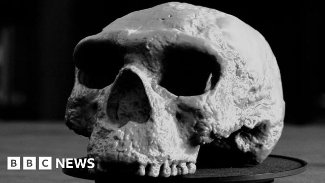 Grey skull with a large brain case on a black cloth. Some teeth are still in place. It has large eye sockets and nasal holes