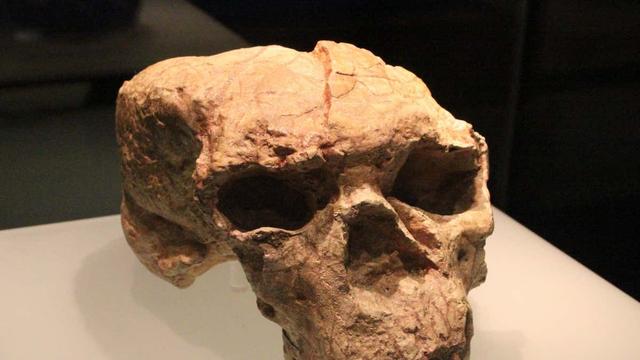 The Yunxian 2 skull was squashed, but has now been reconstructed and appears to be an early Denisovan. | Gary Todd