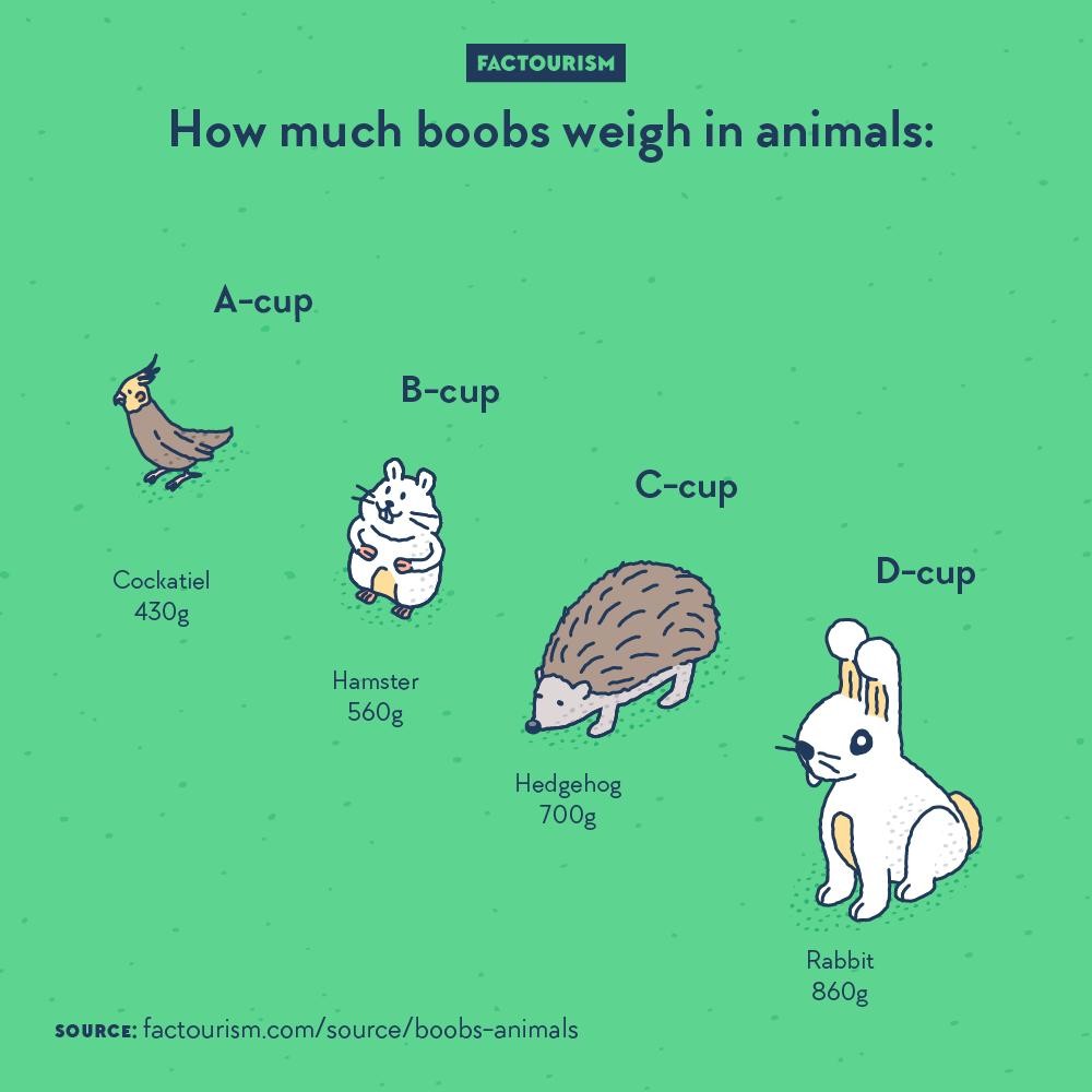 Factourism How Much Boobs Weigh In Animals Source Http f Mastodon