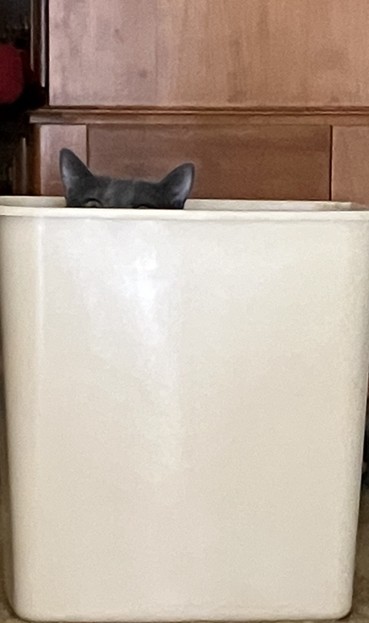 A cream colored wastebasket in front of a cabinet. The top of a cat’s head is visible sticking out of the wastebasket.
