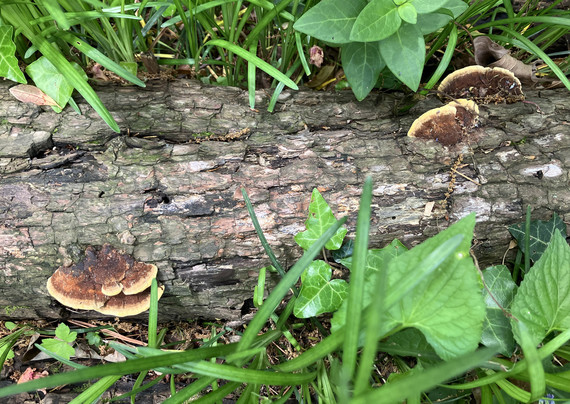 A fallen log sits in a bed of grasses, vinca, and English ivy. On the log are several scaly mushrooms, mostly brown in color with a yellowish tan edge.