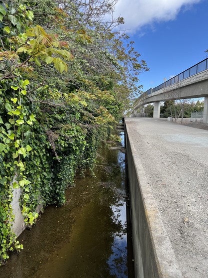 A color photo of a storm drain with a lot of shrubbery on the left and a gravel footpath on the right. In the distance you can see a bridge.