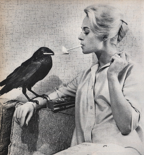 A black-and-white photo of Tippi Hedren sitting on a couch with a cigarette in her mouth and her right arm resting on the back cushion. A raven is standing on her right wrist with a lit match in its beak and it’s touching the end of Tippi’s cigarette.

From the December 4th, 1962 edition of Look magazine: “Buddy, a pet raven, neatly lights Tippi’s cigarette. She grew so fond of him that she put a sign, ‘Buddy and Tippi’, on her dressing-room door.”

📸 by unknown