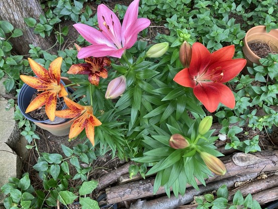 Several square feet of garden are shown. The ground is covered with vinca. Lilies colored in reds, pinks, and oranges are blooming.