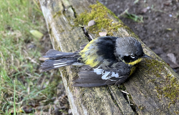 A small bird sits on a mossy wooden landscaping timber. The bird is colored mostly in grays, with a few white wingtips and a dash of white in its tail feathers. Its neck, chest, and a bit of its back are yellow. Its eyes look like it's wearing a black burglar mask.