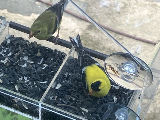 A pair of American goldfinches, one male and one female, perched in a stick-on-window bird feeder, eating sunflower seeds 