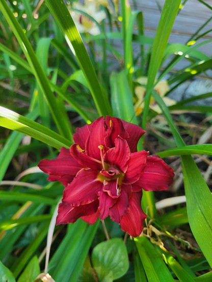 A single deep red daylily flower, surrounded by fans of foliage. Despite its red color, I think it's a 