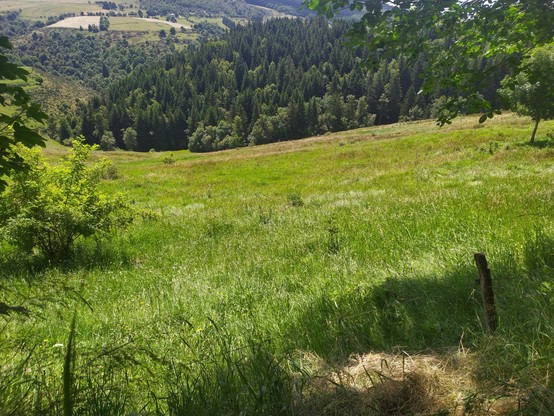 photo d'un valons verdoyant, en bas un pré qui descend, en face quelques champs et une colline vert foncé recouverte d'une forêt de pins