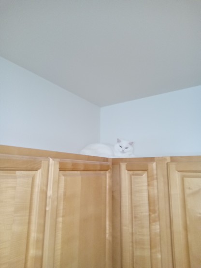 A white cat is curled up on top of kitchen cabinets.