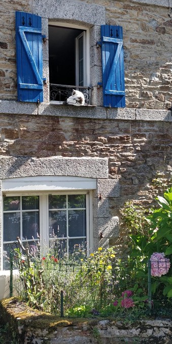 Extrait de la façade d'une maison. À l'étage, une fenêtre aux volets bleus est ouverte. Un chat blanc avec des tâches noires prend le soleil à l'emplacement d'une jardinière, en bordure de la fenêtre.
Au rez-de-chaussée, la fenêtre est fermée. Un petit muret encercle un jardinet abritant un hortensia. 