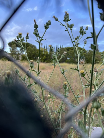 Peeking through a construction fence at an empty lot full of flowering weeds. There are large oak trees in the distance.