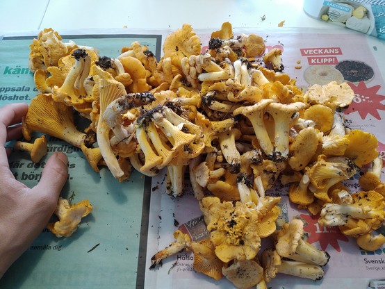 A pile of chanterelles ready to be cleaned and chopped.